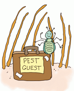 our pest guest